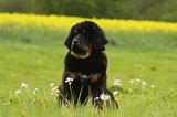 DOGUE DU TIBET 828